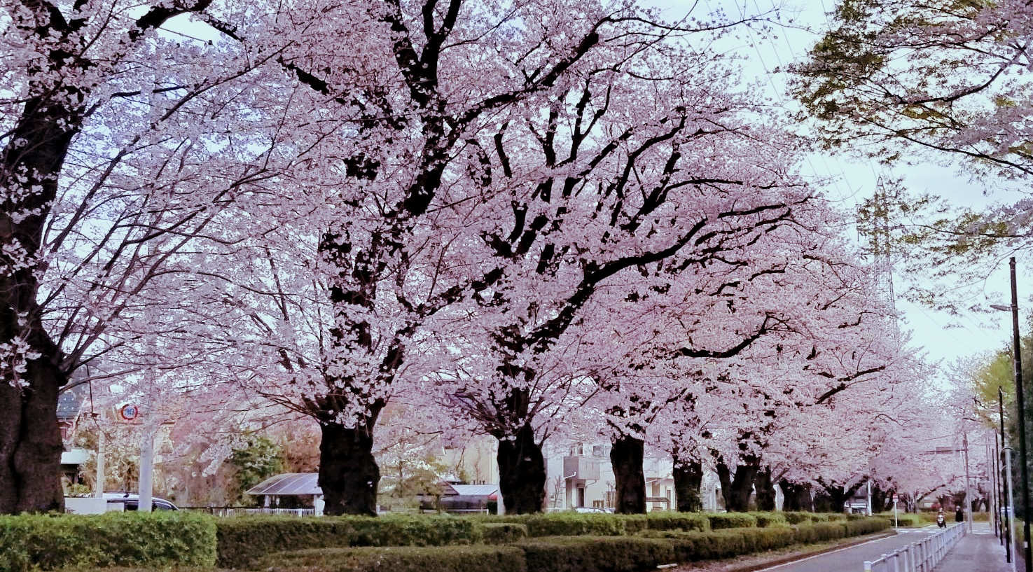桜舞い散る。
